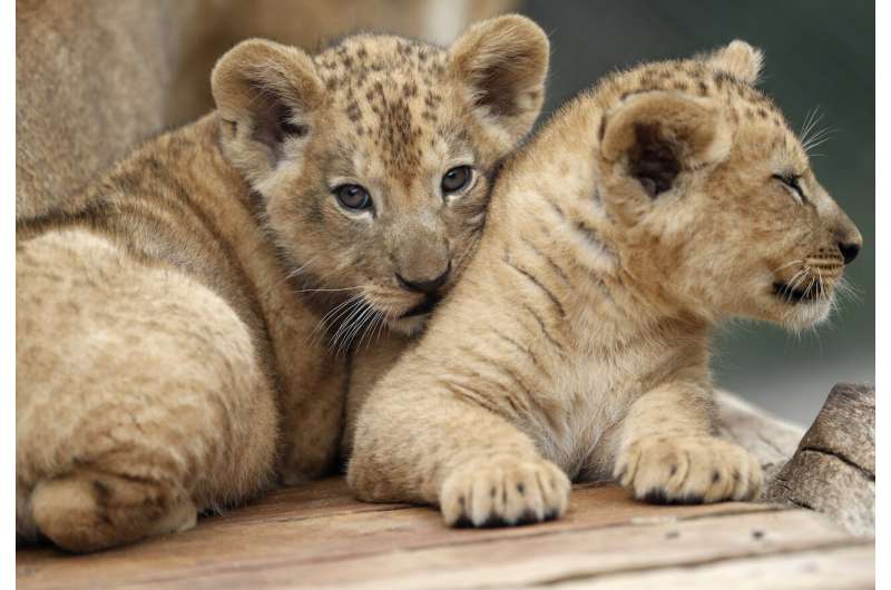 2 rare Barbary lion cubs born in Czech zoo