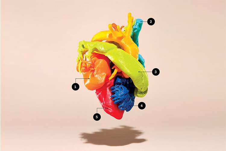 3-D printers create perfect models of life-sized human hearts, spines and other body parts