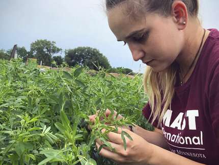 Alfalfa and potassium: It’s complicated