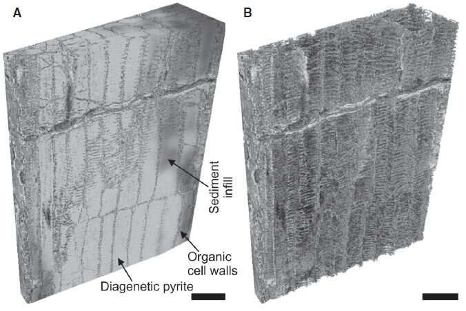 Analyzing the world’s oldest woody plant fossil