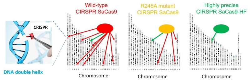 A new CRISPR-Cas9 protein to increase precision of gene editing