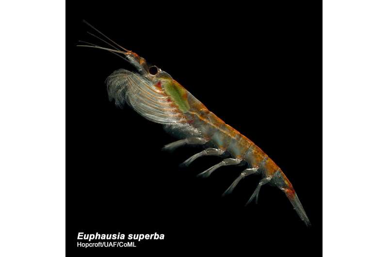 Antarctic krill use ‘hotspots’ for their young