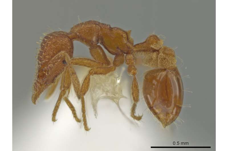 Ant expert discovers newly emergent species in his backyard