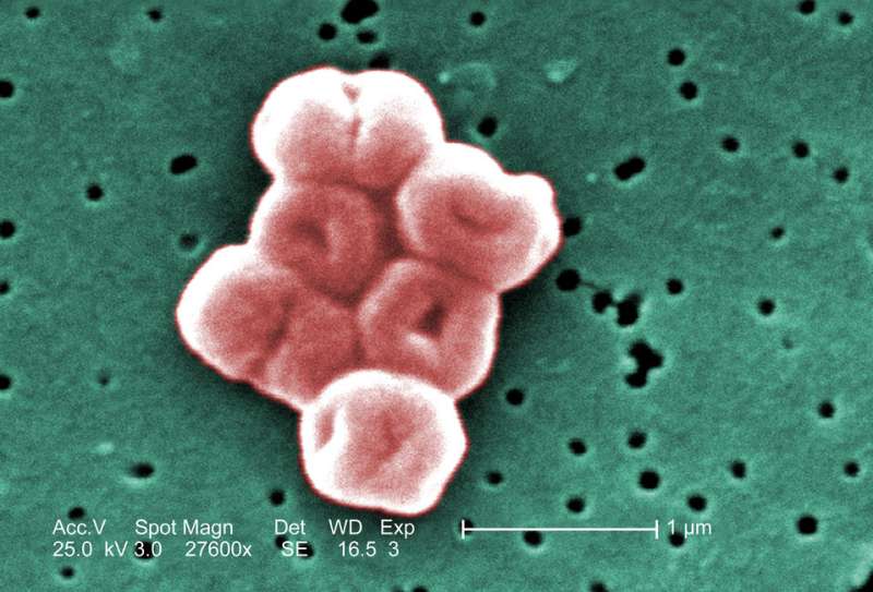 Antiseptic resistance in bacteria could lead to next-gen plastics