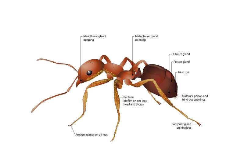 Ants fight plant diseases