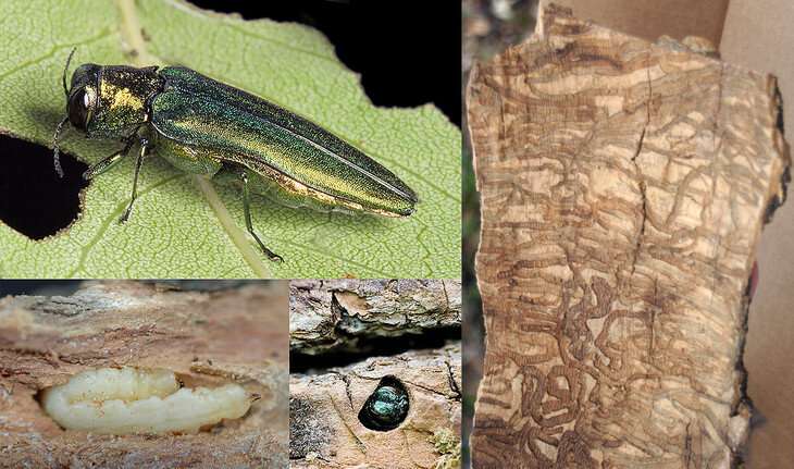 Ash tree species likely will survive emerald ash borer beetles, but just barely