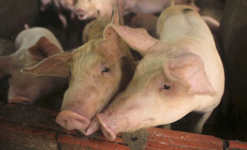 Asian nations scramble to contain pig disease outbreaks