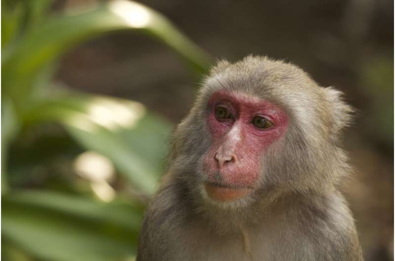 A study in scarlet Japanese macaques