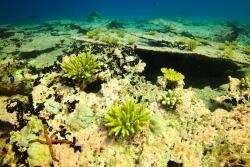 Back-to-back heatwaves kill more than two-thirds of coral