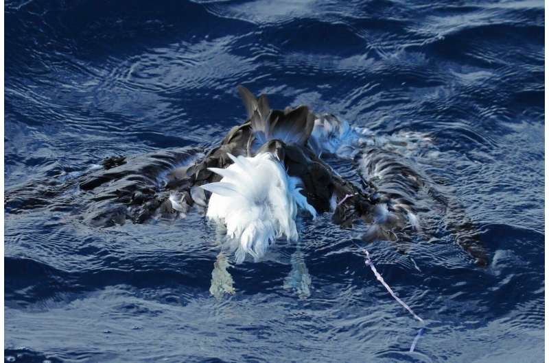 Balloons the number 1 marine debris risk of mortality for seabirds