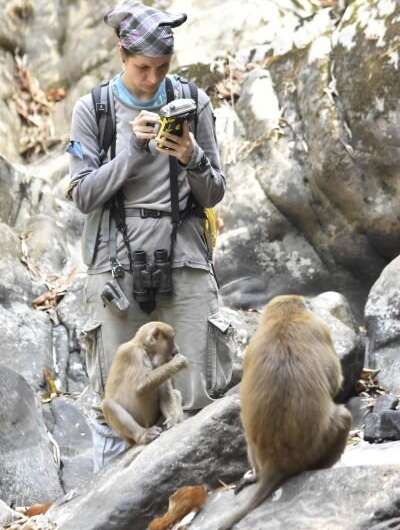 Behavioral scientists test biological principle on free-living Assamese macaques