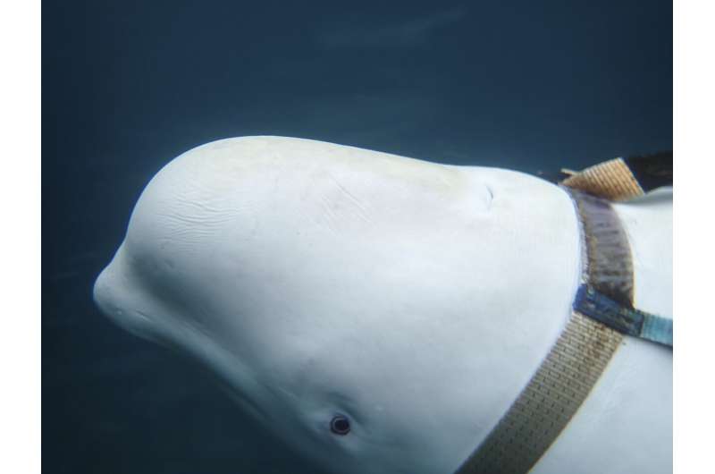 Beluga whale with Russian harness raises alarm in Norway