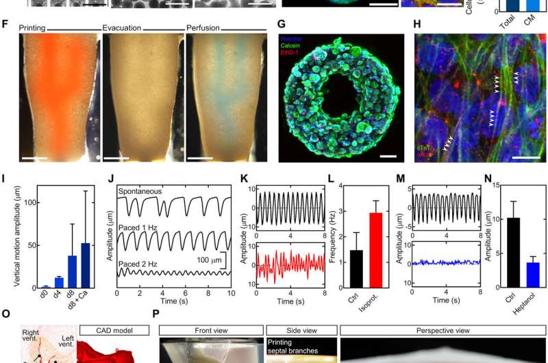 Bioengineering organ-specific tissues with high cellular density and embedded vascular channels.