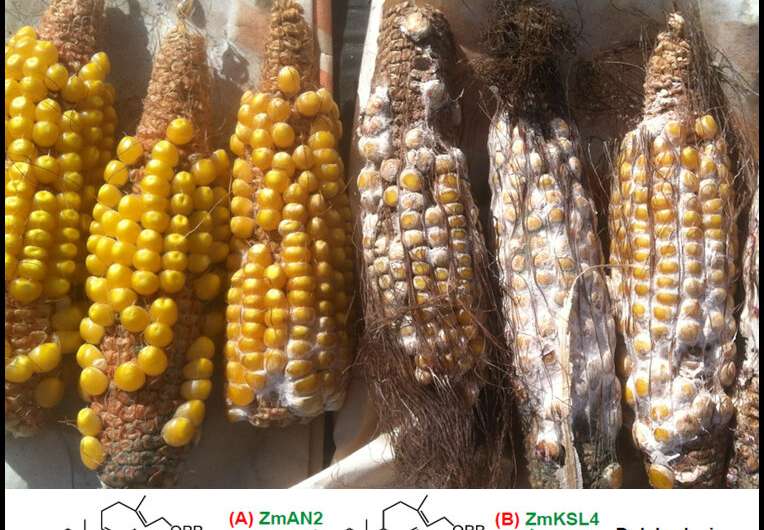 Biologists untangle growth and defense in maize, define key antibiotic pathways