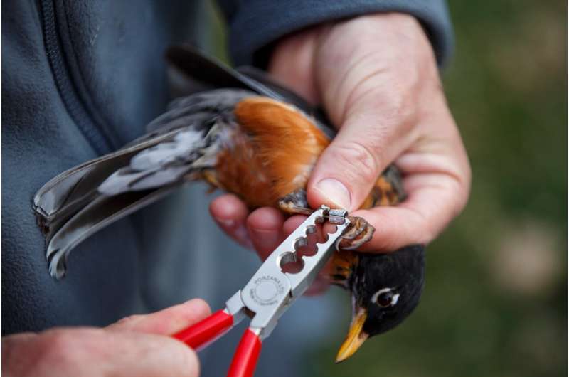 Birds outfitted with 'backpacks' to research environmental change