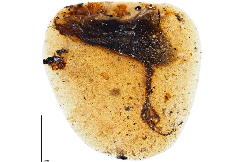 Bird with unusually long toes found fossilized in amber
