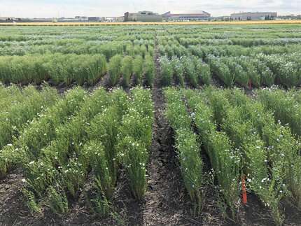 Newswise: Breeders release new flaxseed cultivar with higher yield