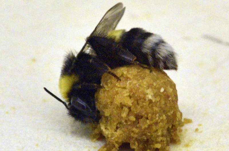 Bumble bee workers sleep less while caring for young