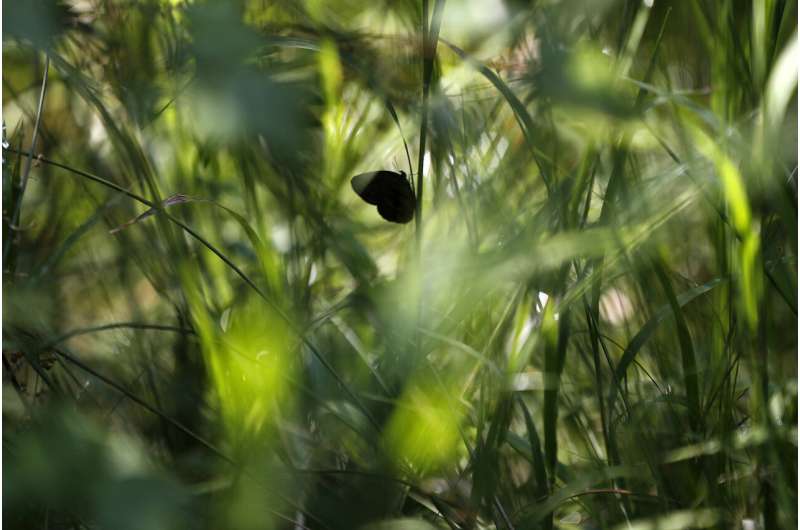 Butterfly on a bomb range: Endangered Species Act at work