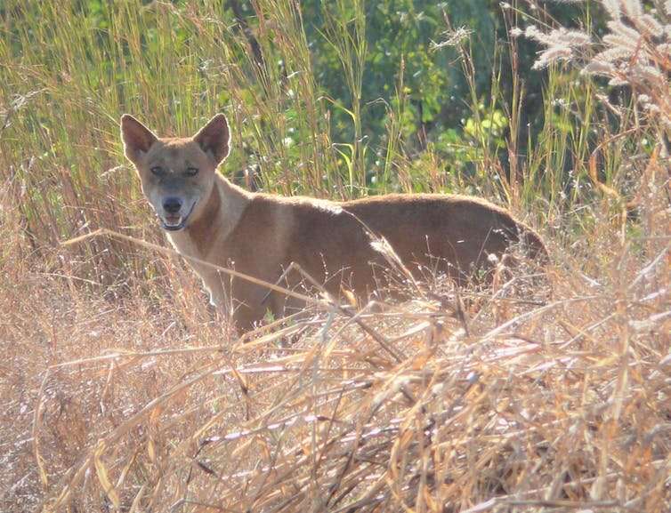 Cats are not scared off by dingoes. We must find another way to protect Australian animals