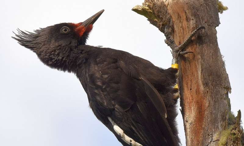Chasing the elusive Magellanic Woodpecker