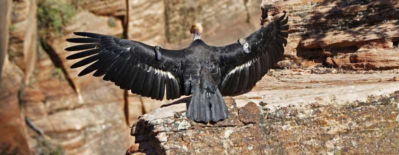 Condor chick confirmed at Zion National Park in Utah