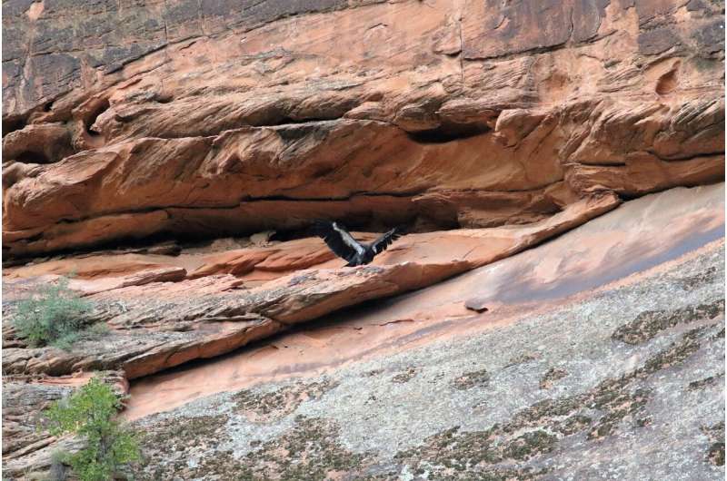 Condor chick makes 1st flight attempt from Utah cliff