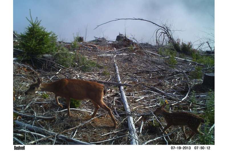 Deer and elk can help young Douglas-fir trees under some conditions