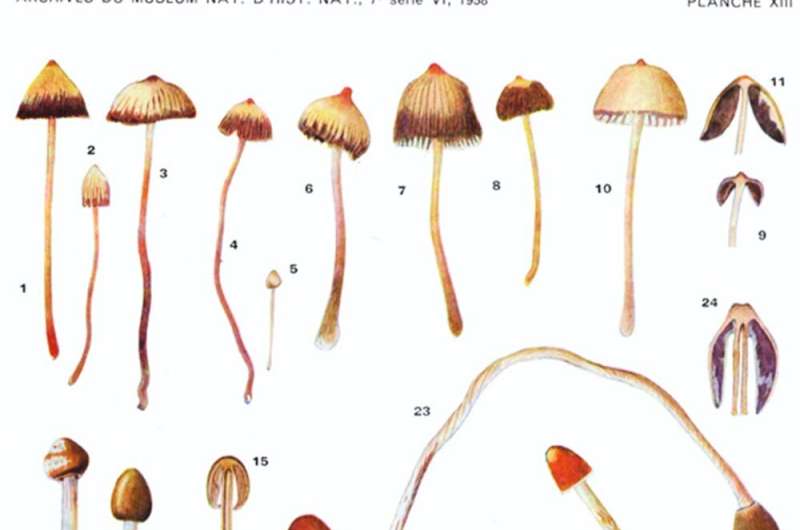 Discovering hallucinogenic mushrooms in Mexico