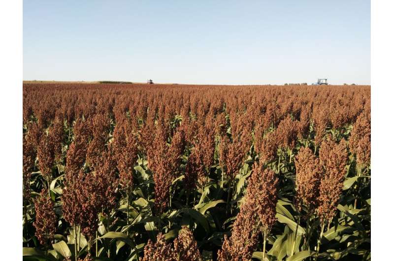 Discovery of sorghum gene that controls bird feeding could help protect crops