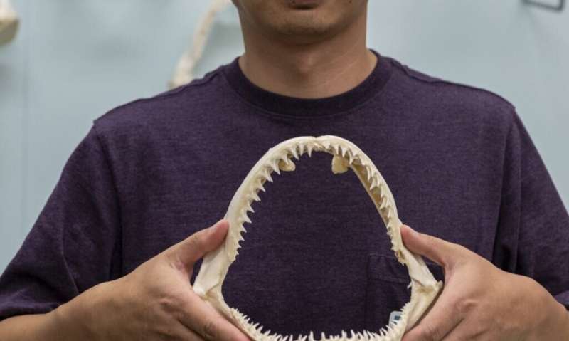 DNA from tooth in Florida man's foot solves 25-year-old shark bite mystery