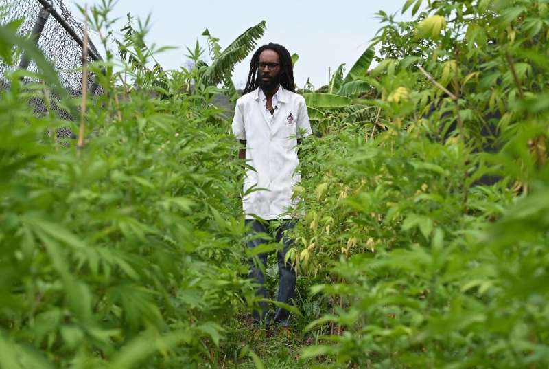 Dr Machel Emanuel and his landrace cannabis, which grew naturally in Jamaica before it disappeared as a result of human interven