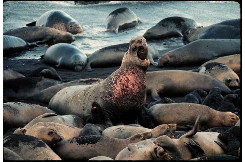 Elephant seal 'supermoms' produce most of the population, study finds