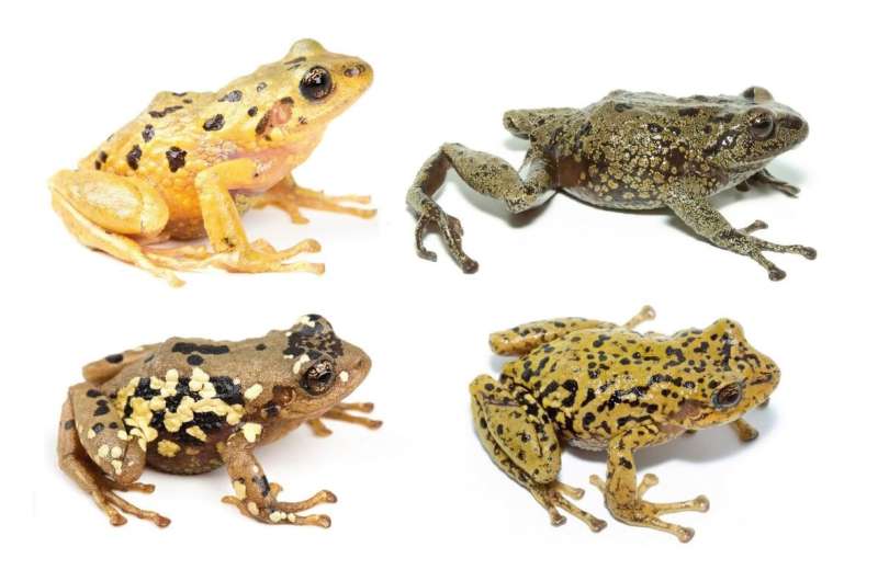 Eleven new species of rain frogs discovered in the tropical Andes