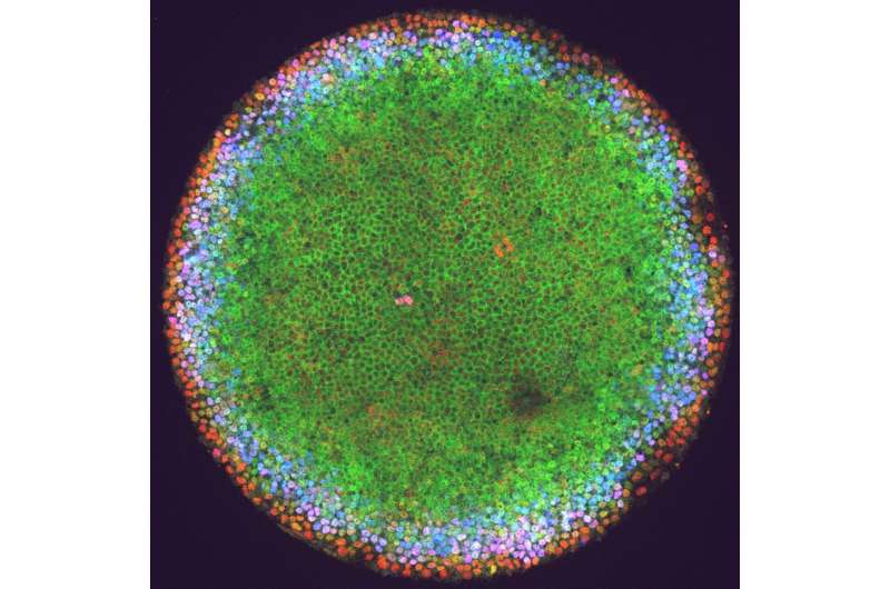 Embryos’ signals take multiple paths