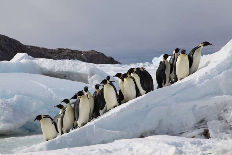 Emperor penguins could march to extinction if nations fail to halt climate change