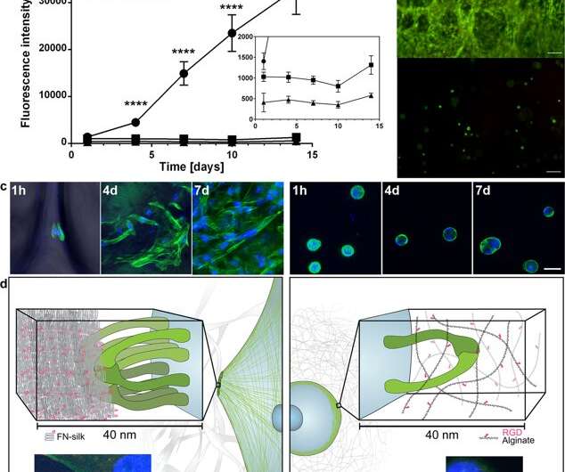 Engineering ECM-like Fibers with Bioactive Silk for 3D Cell Culture