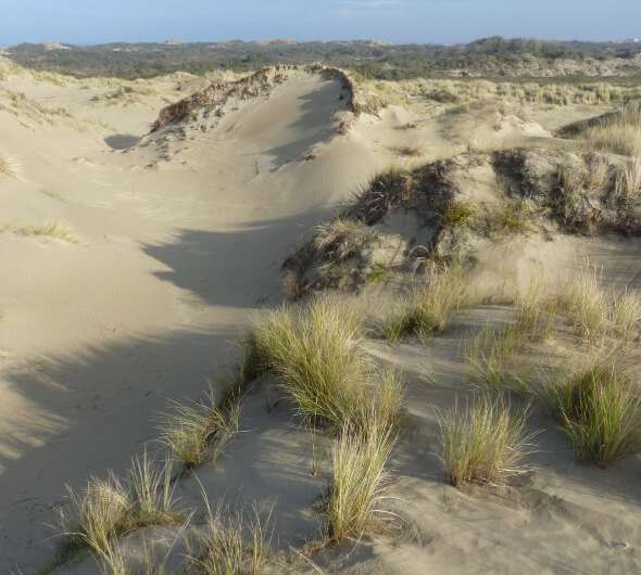 Experiment suggests the best ways to tackle invasive Oregon grape in Belgian coastal dunes