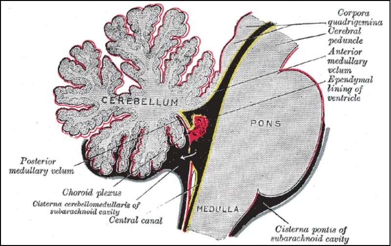 Exploring an unsung part of the brain: the choroid plexus
