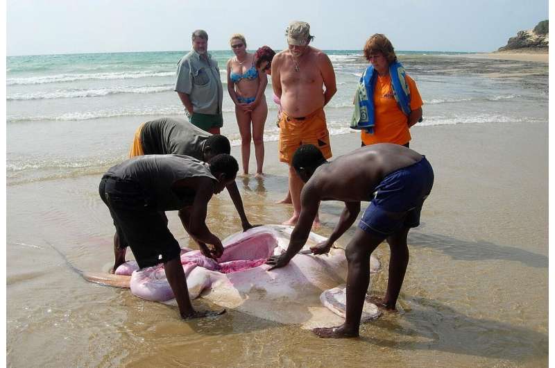 First study of world's largest marine stingray reveals long-distance migration