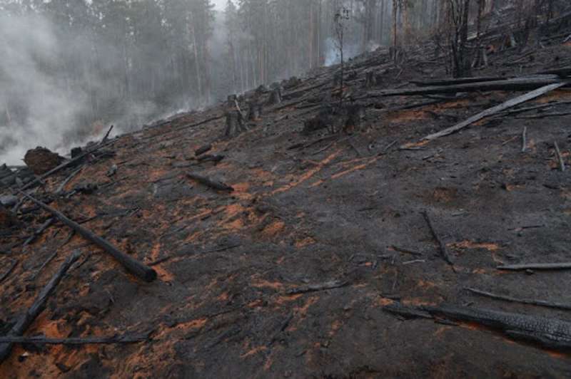 Forest soil needs decades or centuries to recover from fires and logging
