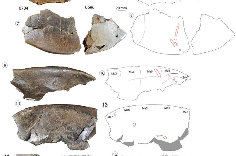 Fossil research unveils new turtle species and hints at intercontinental migrations