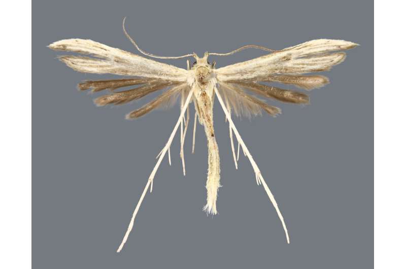 Four new species of plume moths discovered in Bahamas