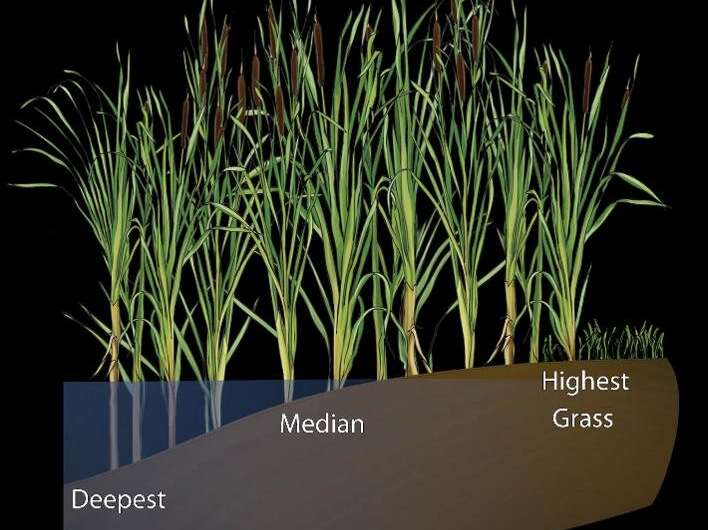 Fungi living in cattail roots could improve our picture of ancient ecoystems