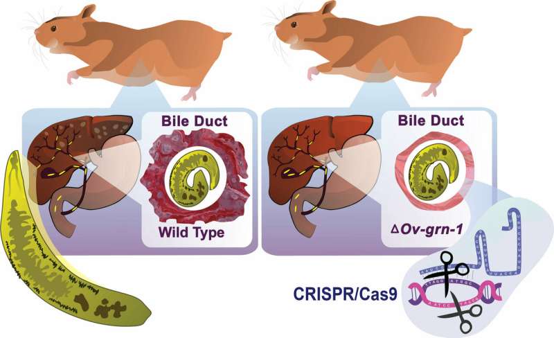Gene-editing tool CRISPR/Cas9 shown to limit impact of certain parasitic diseases