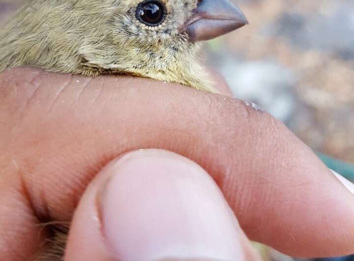 Genetic diversity couldn't save Darwin's finches