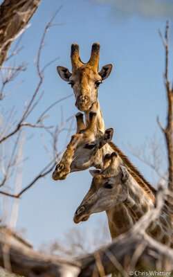 **Giraffes under parasitic attack?