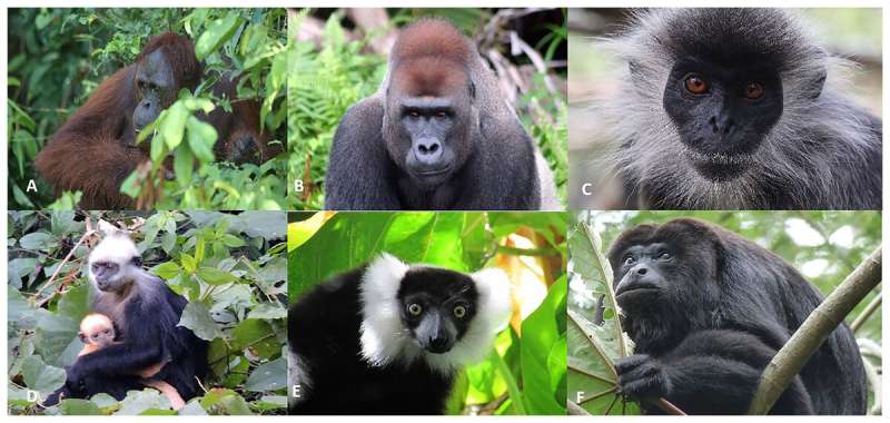 Global commodities trade and consumption place the world's primates at risk of extinction