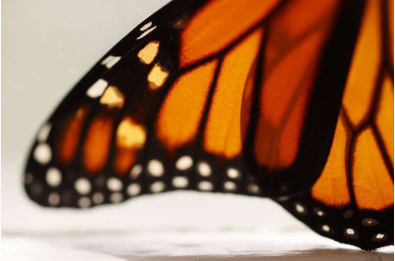 Goodbye monarchs? Protection changes may imperil butterflies