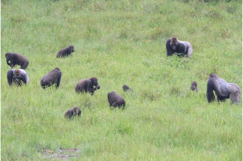 Gorillas found to live in 'complex' societies, suggesting deep roots of human social evolution